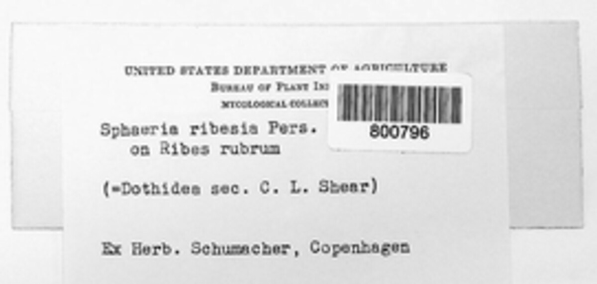 Phomatospora ribesia image